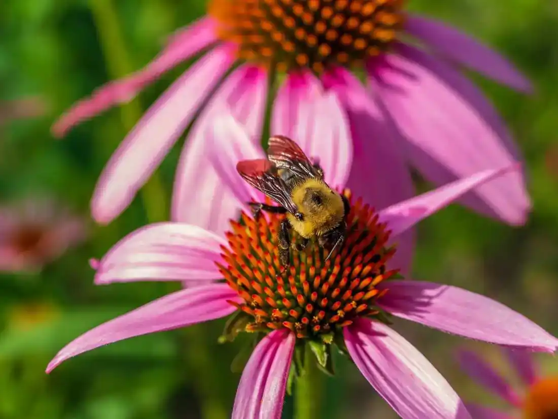 Bee Rx work