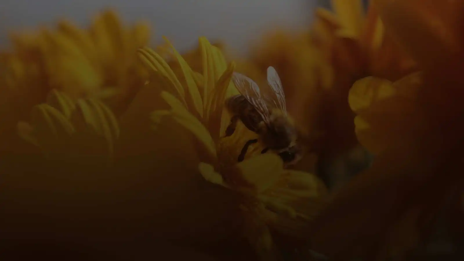 Bee Rx