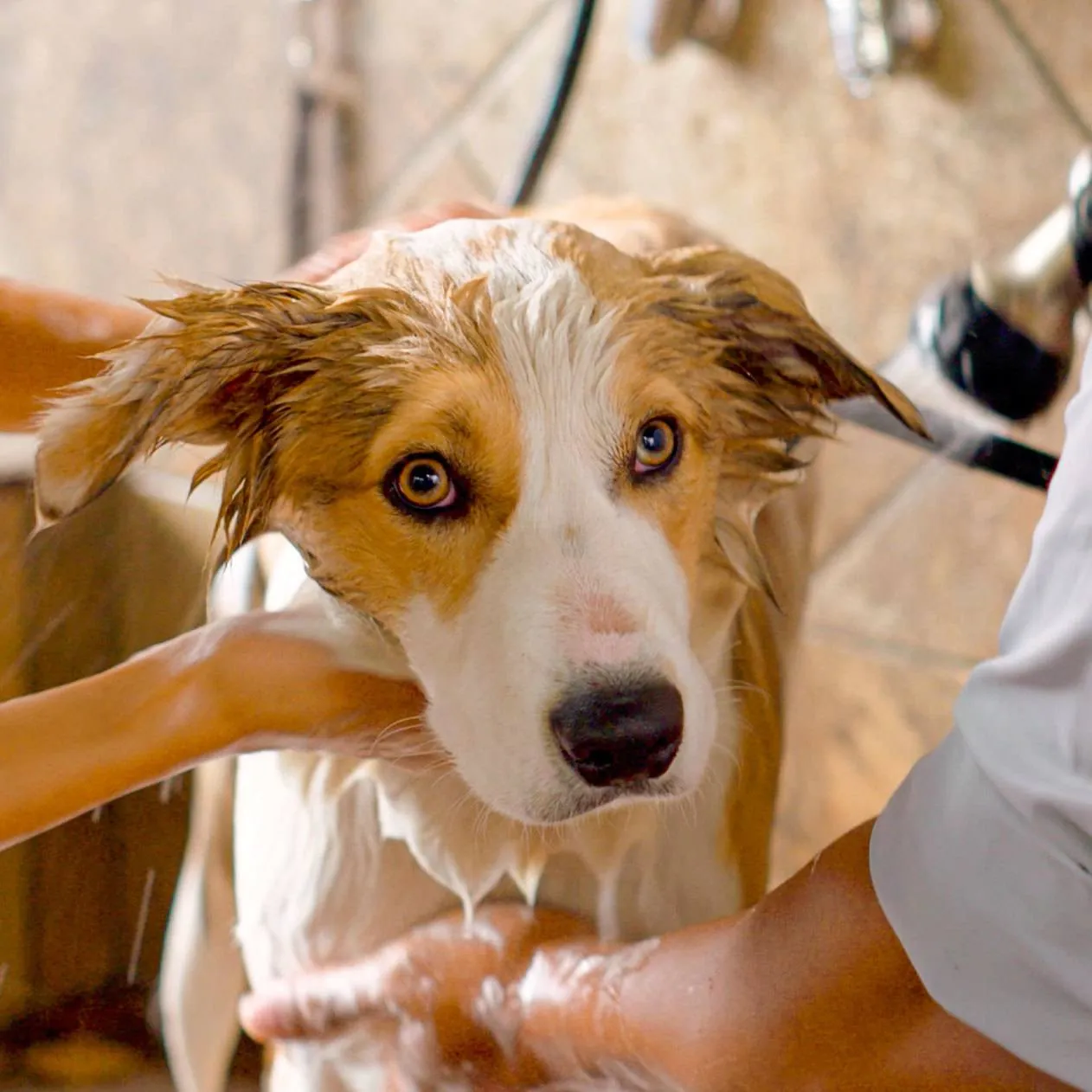 PetValu work